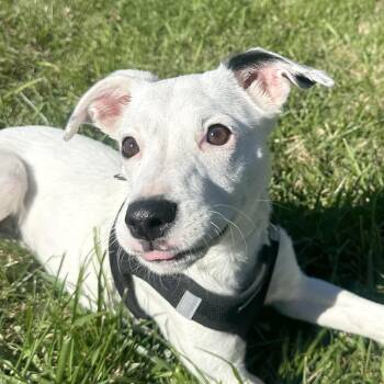 Rescue Terrier Dogs for Adoption - Iliana | PetCurious