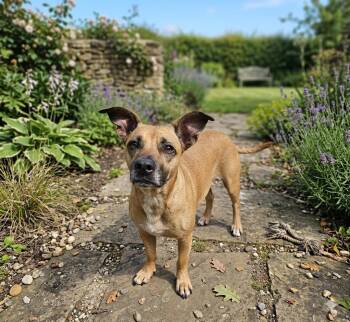Terrier Dogs Available for Adoption in Wooster, Ohio - Annabelle | PetCurious