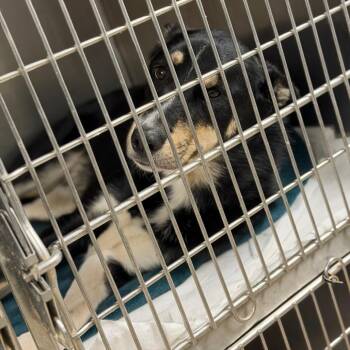 Shepherd and Mixed Breed Dogs Available for Adoption in Fort Smith, Arkansas - Bravo | PetCurious