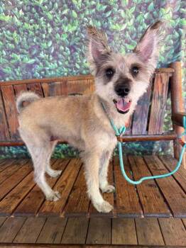 Pink Lemonade -  Schnauzer Dog for Adoption in Wayne, New Jersey - Pink Lemonade | PetCurious