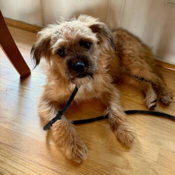 Bradley -  Terrier and Mixed Breed Dog for Adoption in Houston, Texas - Bradley | PetCurious