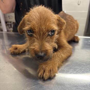 Moonshine -  Wirehaired Terrier Dog for Adoption in Clanton, Alabama - Moonshine | PetCurious