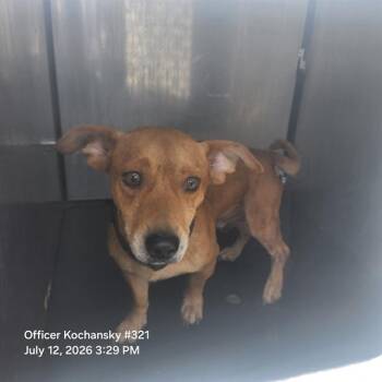 HARLOW -  Chihuahua Dog for Adoption in San Antonio, Texas - HARLOW | PetCurious