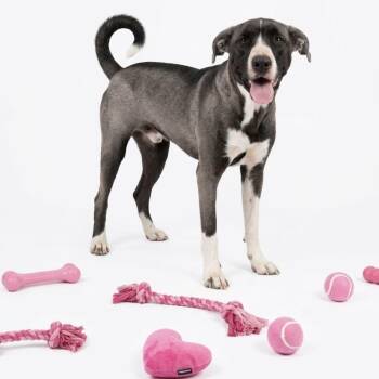 Clarice -  Collie and Spitz Dog for Adoption in Seguin, Texas - Clarice | PetCurious