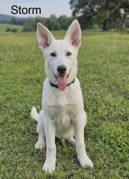 Shepherd Dogs Available for Adoption in Lucas, Texas - Storm | PetCurious
