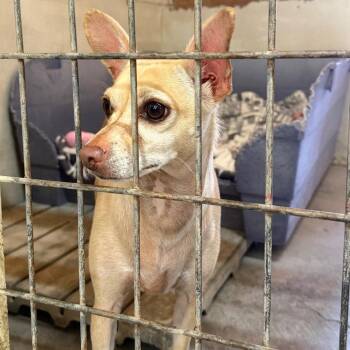 Honey -  Chihuahua Dog for Adoption in Redwood Valley, California - Honey | PetCurious