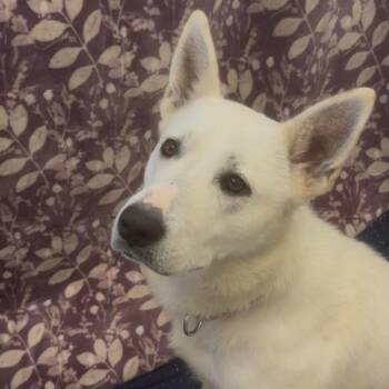 German Shepherd Dog Dogs Available for Adoption - Mistletoe | PetCurious