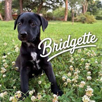 Bridgette P46584 -  Mixed Breed Dog for Adoption in Corsicana, Texas - Bridgette P46584 | PetCurious