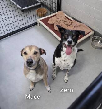 Terrier and Border Collie Dogs Available for Adoption in Momence, Illinois - Mace & Zero  | PetCurious