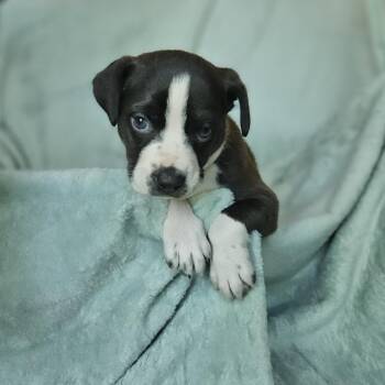 Goldieloxx Pup- Lola -  Labrador Retriever and Terrier Dog for Adoption in Fairfax Station, Virginia - Goldieloxx Pup- Lola | PetCurious