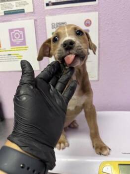 Mixed Breed Dogs Available for Adoption - 60556365 | PetCurious