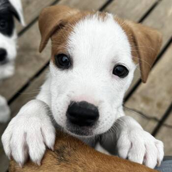 Mixed Breed Dogs Available for Adoption in Grinnell, Iowa - Jersey | PetCurious