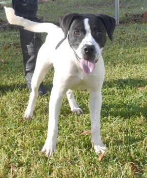 Mixed Breed Dogs Available for Adoption in Kingsland, Georgia - Snoopy | PetCurious