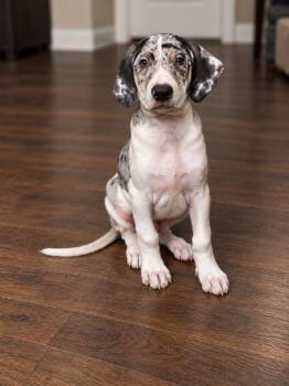 Obanai (Location NY) -  Catahoula Leopard Dog Dog for Adoption in Port Orange, Florida - Obanai (Location NY) | PetCurious