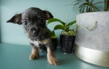 Chihuahua and Parson Russell Terrier Dogs Available for Adoption in San Antonio, Texas - Paris | PetCurious