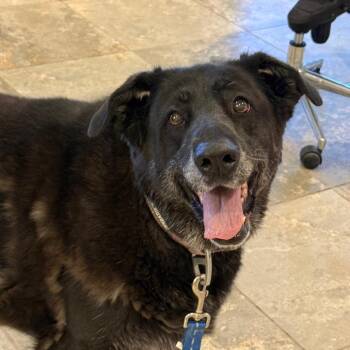 Ashley -  Mixed Breed Dog for Adoption in Park City, Utah - Ashley | PetCurious