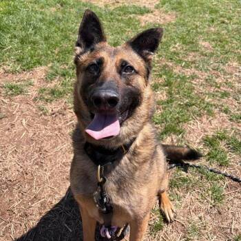 Belgian Shepherd Malinois Dogs Available for Adoption in Syracuse, New York - Jericho | PetCurious