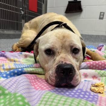 Daisy -  American Staffordshire Terrier Dog for Adoption in Grand Rapids, Michigan - Daisy | PetCurious