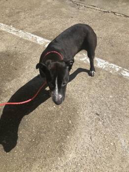 Mixed Breed Dogs Available for Adoption - SWEETIE | PetCurious