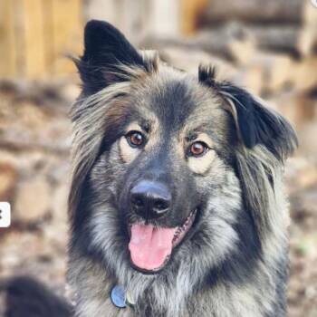 German Shepherd Dog and Husky Dogs Available for Adoption in Denver, Colorado - Smokie- Referral All Mixed Up Dog Rescue | PetCurious