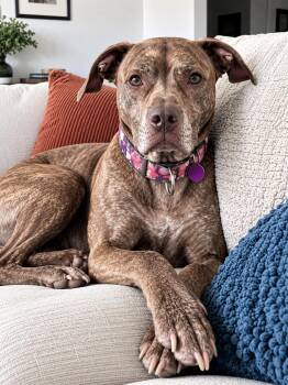 Miss Foxy -  Hound and Pit Bull Terrier Dog for Adoption in Westminster, Massachusetts - Miss Foxy | PetCurious