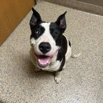 Mixed Breed Dogs Available for Adoption in Merriam, Kansas - LaRae | PetCurious