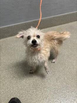 FLACA -  Terrier Dog for Adoption in Las Vegas, Nevada - FLACA | PetCurious
