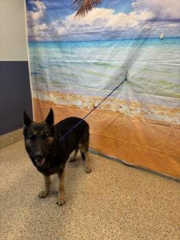 PRIMROSE -  German Shepherd Dog Dog for Adoption in Doral, Florida - PRIMROSE | PetCurious