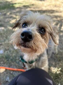MARLEY -  Yorkshire Terrier Dog for Adoption in Kent, Washington - MARLEY | PetCurious