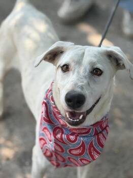 Labrador Retriever Dogs Available for Adoption in Houston, Texas - Cotton Ball | PetCurious