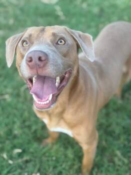 Rescue Labrador Retriever and Mixed Breed Dogs for Adoption in Fort Worth, Texas - Frankie | PetCurious
