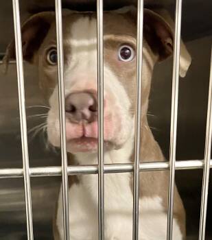 Quicksilver -  Mixed Breed Dog for Adoption in Parma, Ohio - Quicksilver | PetCurious