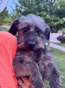 Wilbur (fka Pepper) -  Miniature Schnauzer and Dachshund Dog for Adoption in Lewis Center, Ohio - Wilbur (fka Pepper) | PetCurious