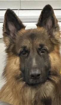 CHASE -  German Shepherd Dog Dog for Adoption in Camarillo, California - CHASE | PetCurious