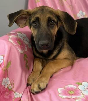 Ansley Avenger -  German Shepherd Dog Dog for Adoption in Andover, Massachusetts - Ansley Avenger | PetCurious