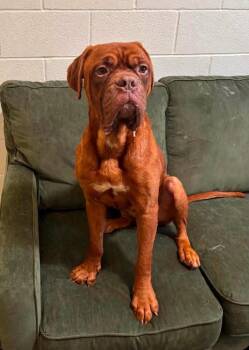 HOOCH -  Dogue De Bordeaux Dog for Adoption in Ashland, Ohio - HOOCH | PetCurious