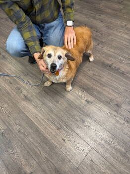 Rescue Corgi and Terrier Dogs for Adoption in St. George, Utah - Jasmin | PetCurious