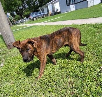 Terrier Dogs Available for Adoption in San Antonio, Texas - BUD | PetCurious