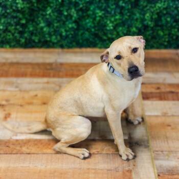 Yellow Labrador Retriever and Whippet Dogs Available for Adoption in East St. Louis, Illinois - Marina | PetCurious