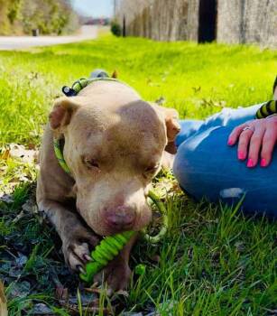 Rescue American Staffordshire Terrier Dogs for Adoption in Blacksburg, Virginia - West | PetCurious