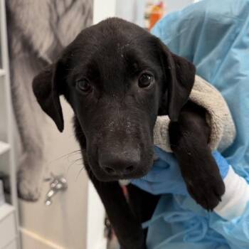 Amity -  Labrador Retriever and Shepherd Dog for Adoption in Los Angeles, California - Amity | PetCurious