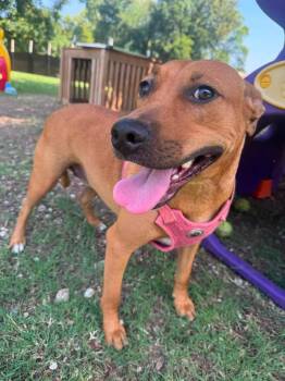 Miracle -  Mixed Breed Dog for Adoption in Huntsville, Alabama - Miracle | PetCurious