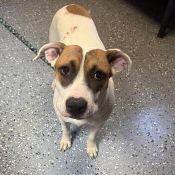 TUSC-Stray-85235 -  Hound and Mixed Breed Dog for Adoption in Tuscaloosa, Alabama - TUSC-Stray-85235 | PetCurious