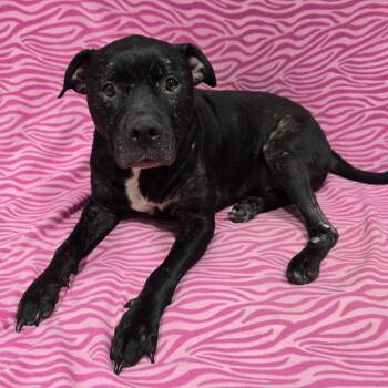 Little Girl -  Pit Bull Terrier Dog for Adoption in Frankfort, Indiana - Little Girl | PetCurious