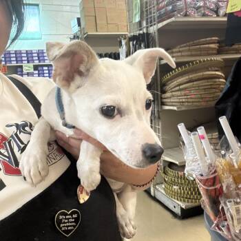 Sol -  Chihuahua Dog for Adoption in Fresno, California - Sol | PetCurious