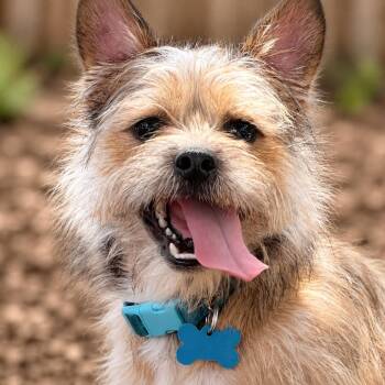 Wookie -  Cairn Terrier and Wirehaired Terrier Dog for Adoption in Boerne, Texas - Wookie | PetCurious