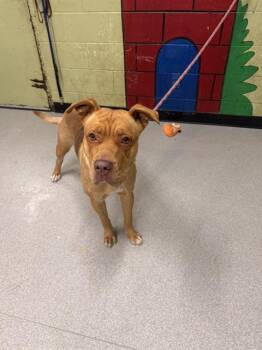 Pit Bull Terrier Dogs Available for Adoption - SUGAR | PetCurious