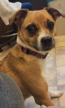 Holly -  Mixed Breed Dog for Adoption in Neillsville, Wisconsin - Holly | PetCurious