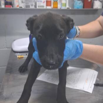 Matcha -  Shepherd Dog for Adoption in Summerville, South Carolina - Matcha | PetCurious