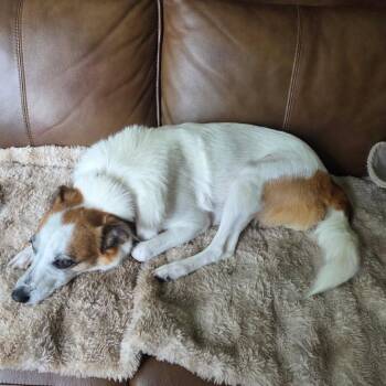 Stella -  Jack Russell Terrier Dog for Adoption in Cashmere, Washington - Stella | PetCurious